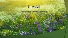  Presentation with field - Cool new presentation with organic solar energy - flower field and sunbeams backdrop and a  colored foreground