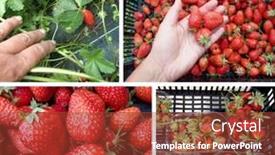  Presentation with strawberries - Slides enhanced with organic-strawberries-producing-and-harvest background and a red colored foreground