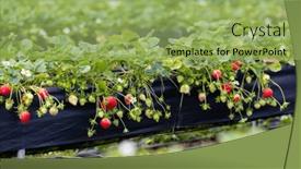  Presentation with strawberry - Presentation having organic-strawberry-farm background and a yellow colored foreground