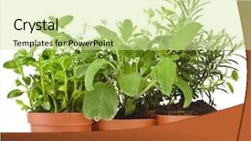  Presentation with lemongrass herb plant fresh leaves - Audience pleasing PPT theme consisting of organic tea - collection of fresh flavoring herbs backdrop and a soft green colored foreground