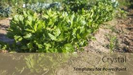  Presentation with vegetable garden - Amazing PPT layouts having organic-vegetable-garden-with-row backdrop and a coral colored foreground