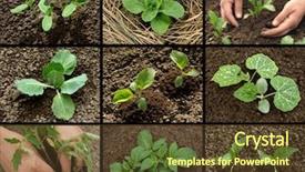 Presentation with organic - Slide deck having organic vegetables - vegetable seedlings collection background and a tawny brown colored foreground