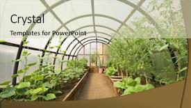 Presentation with greenhouse - PPT theme with organic vegetables in greenhouse interior background and a soft green colored foreground