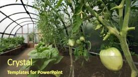  Presentation with border organic vegetables on wood - Colorful slides enhanced with organic vegetables in greenhouse interior backdrop and a tawny brown colored foreground