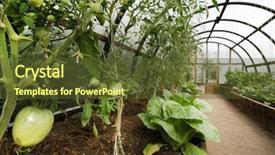  Presentation with greenhouse - Beautiful slides featuring organic vegetables in greenhouse interior backdrop and a tawny brown colored foreground