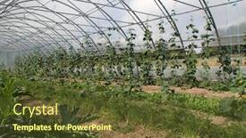  Presentation with greenhouse - Cool new presentation with organic-vegetables-inside-a-greenhouse backdrop and a tawny brown colored foreground