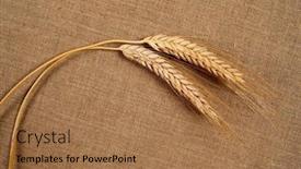  Presentation with linen - Presentation design with organic-wheat-on-the-linen background and a coral colored foreground