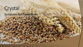  Presentation with organic - Amazing slide deck having organic whole grain wheat backdrop and a  colored foreground