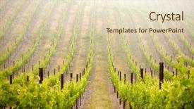  Presentation with grape - Theme consisting of composite image of smiling businessman holding glasses isolated on a white background background and a gray colored foreground