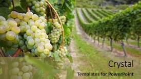  Presentation with vine wine - Slide deck consisting of organic wine - vineyard with ripe white vine background and a yellow colored foreground