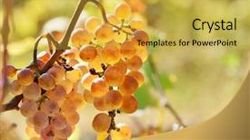  Presentation with vineyard - PPT theme enhanced with organic wine - white ripen grapes background and a  colored foreground