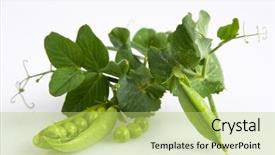  Presentation with grown - Colorful PPT theme enhanced with organically home-grown peas fresh from the vegetable garden backdrop and a yellow colored foreground