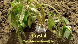  Presentation with tomato - Amazing PPT theme having organically protection from mole cricket backdrop and a  colored foreground