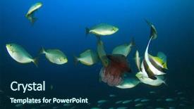  Presentation with jellyfish - Cool new PPT theme with organigrama - fish feeding on jellyfish backdrop and a  colored foreground