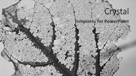  Presentation with extreme - Slide deck having micro organisme - extreme close-up of a leaf's background and a light gray colored foreground