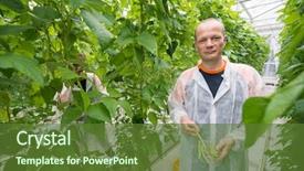  Presentation with greenhouse - Colorful presentation theme enhanced with organisme genetiquement modifie - researcher holding green beans backdrop and a tawny brown colored foreground