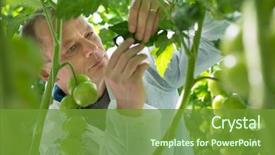  Presentation with tomato plant - Beautiful PPT theme featuring organisme genetiquement modifie - scientist examining leaf of tomato backdrop and a tawny brown colored foreground