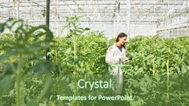  Presentation with crops - Slide set with organisme genetiquement modifie - scientist researching on tomato crops background and a tawny brown colored foreground