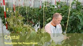  Presentation with using digital tablet - Slide set enhanced with organisme genetiquement modifie - scientist using digital tablet amidst background and a tawny brown colored foreground