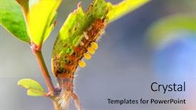  Presentation with caterpillar - PPT layouts having orgyia-species-caterpillar-standing background and a light blue colored foreground