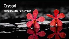  Presentation with orchids orchid red orchid orchid - Slide deck enhanced with oriental medicine - red two orchid on wet background and a black colored foreground
