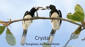  Presentation with couple kiss - PPT layouts featuring  background and a  colored foreground