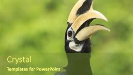  Presentation with bird - Colorful theme enhanced with oriental-pied-hornbill-bird-portrait backdrop and a tawny brown colored foreground