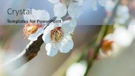  Presentation with plum blossom - Presentation theme consisting of oriental-plum-blossom-white-flower background and a light blue colored foreground