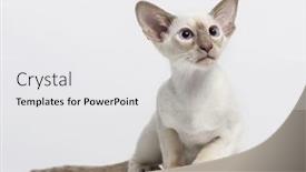  Presentation with kitten - Cool new slides with oriental shorthair kitten backdrop and a white colored foreground