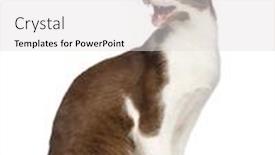  Presentation with oriental history - Cool new slides with oriental-shorthair-sitting-and-meowing backdrop and a light gray colored foreground