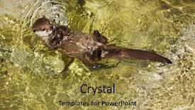  Presentation with asian - Theme featuring oriental small-clawed otter amblonyx background and a gold colored foreground