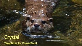  Presentation with wildlife - Amazing PPT layouts having oriental small-clawed otter amblonyx backdrop and a tawny brown colored foreground