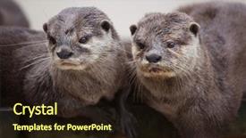  Presentation with asian - Theme having oriental small-clawed otter amblonyx background and a wine colored foreground