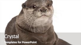  Presentation with old - Colorful slide set enhanced with oriental small-clawed otter amblonyx backdrop and a tawny brown colored foreground