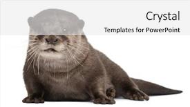  Presentation with oriental history - Slide set featuring oriental small-clawed otter amblonyx background and a white colored foreground