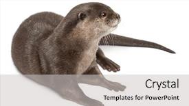  Presentation with oriental history - Cool new PPT theme with oriental small-clawed otter amblonyx backdrop and a light gray colored foreground