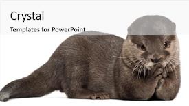  Presentation with old - PPT layouts having oriental small-clawed otter amblonyx background and a white colored foreground