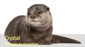  Presentation with 4 years old children and doctor - Amazing slide set having oriental small-clawed otter amblonyx backdrop and a tawny brown colored foreground