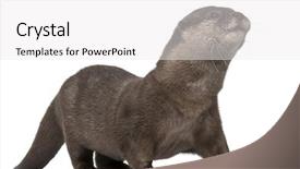  Presentation with walking - Presentation with oriental small-clawed otter amblonyx background and a white colored foreground