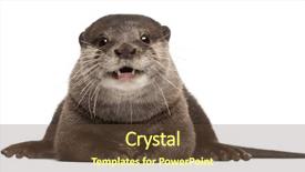  Presentation with medical evaluation of 5 years old boy - Audience pleasing presentation consisting of oriental small-clawed otter amblonyx backdrop and a tawny brown colored foreground
