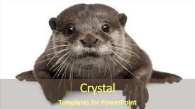  Presentation with evaluation of 5 years old boy - Cool new presentation theme with oriental small-clawed otter amblonyx backdrop and a tawny brown colored foreground