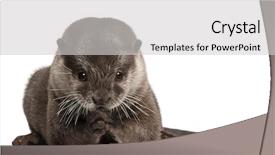  Presentation with oriental history - Presentation enhanced with oriental small-clawed otter amblonyx background and a  colored foreground