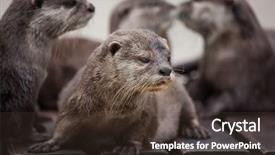  Presentation with oriental food - Amazing slide deck having oriental small-clawed otter amblonyx backdrop and a tawny brown colored foreground