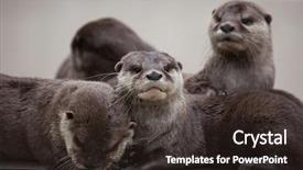  Presentation with asian - Slide set enhanced with oriental small-clawed otter amblonyx background and a wine colored foreground