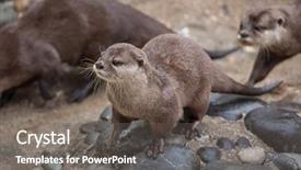  Presentation with asian - Beautiful presentation theme featuring oriental small-clawed otter amblonyx backdrop and a gray colored foreground