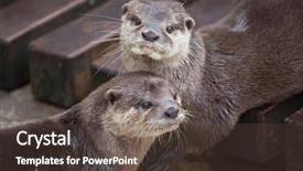  Presentation with asian - Audience pleasing slide set consisting of oriental small-clawed otter amblonyx backdrop and a tawny brown colored foreground