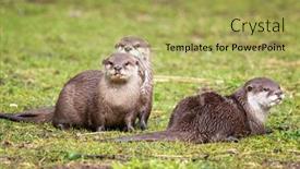  Presentation with indigenous - Amazing PPT theme having oriental-small-clawed-otter-aonyx backdrop and a yellow colored foreground