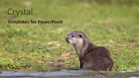  Presentation with south asia - Slides consisting of oriental-small-clawed-otter-aonyx background and a gold colored foreground