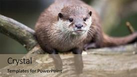  Presentation with oriental ornamental - PPT layouts featuring oriental small-clawed otter aonyx background and a coral colored foreground