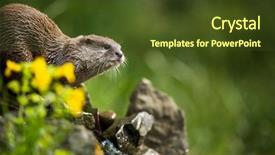  Presentation with asian - Audience pleasing PPT theme consisting of oriental small-clawed otter aonyx backdrop and a tawny brown colored foreground